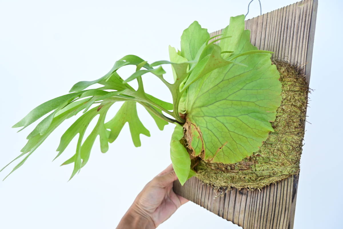 ビカクシダ kitshakoodiense Ploy-Ratana 大株 ビカクシダ