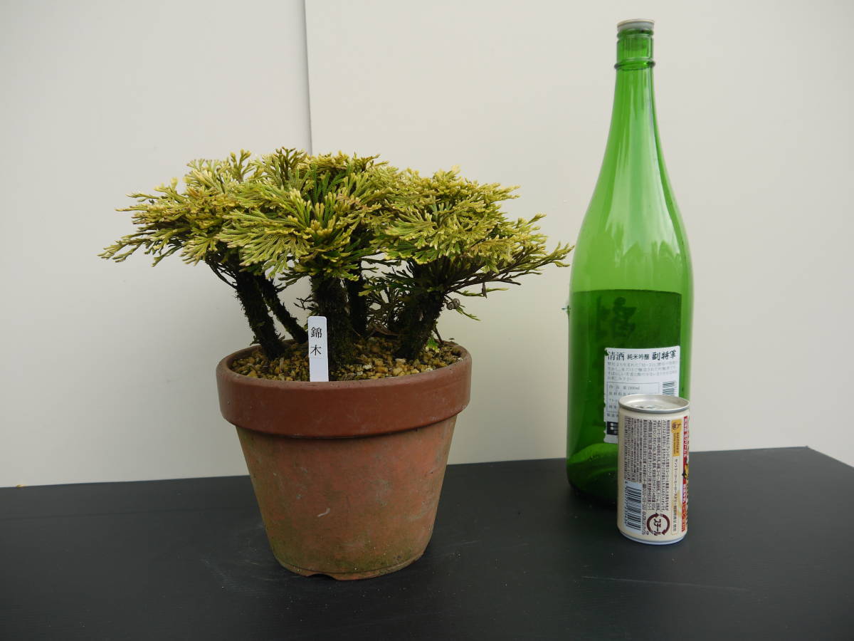 岩松（イワヒバ） 鉢付き【背高め】 古典園芸植物、イワヒバ、岩松、巻