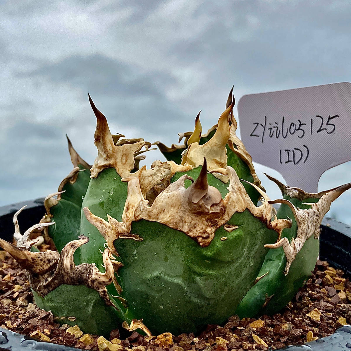 龍園觀】①No.151 特選 アガベ 多肉植物 チタノタ 凱撒'SUPER CAESAR