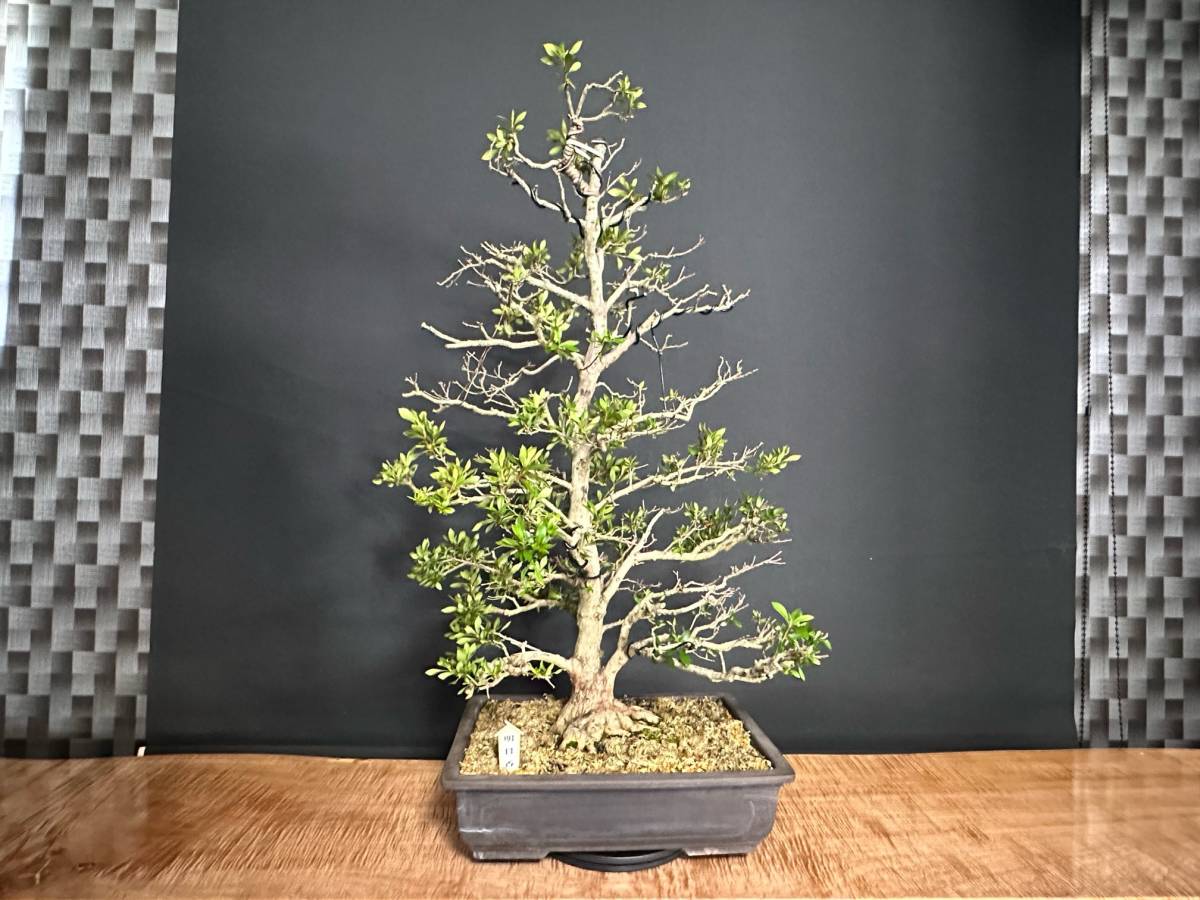 さつき 皐月 店 遊恵盆栽 : 盆栽 Rhododendron 樹高 さつき盆栽春夏 