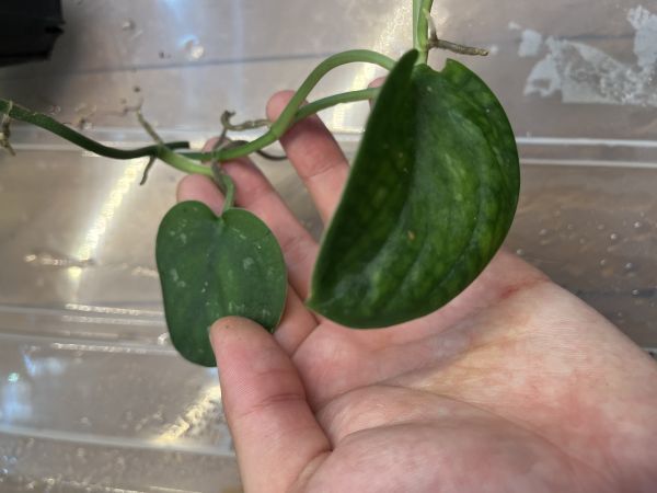 Scindapsus pictus var. argyraeus 'Dark Form' スキンダプサス 原種 アロイド サトイモ科 熱帯植物 着生