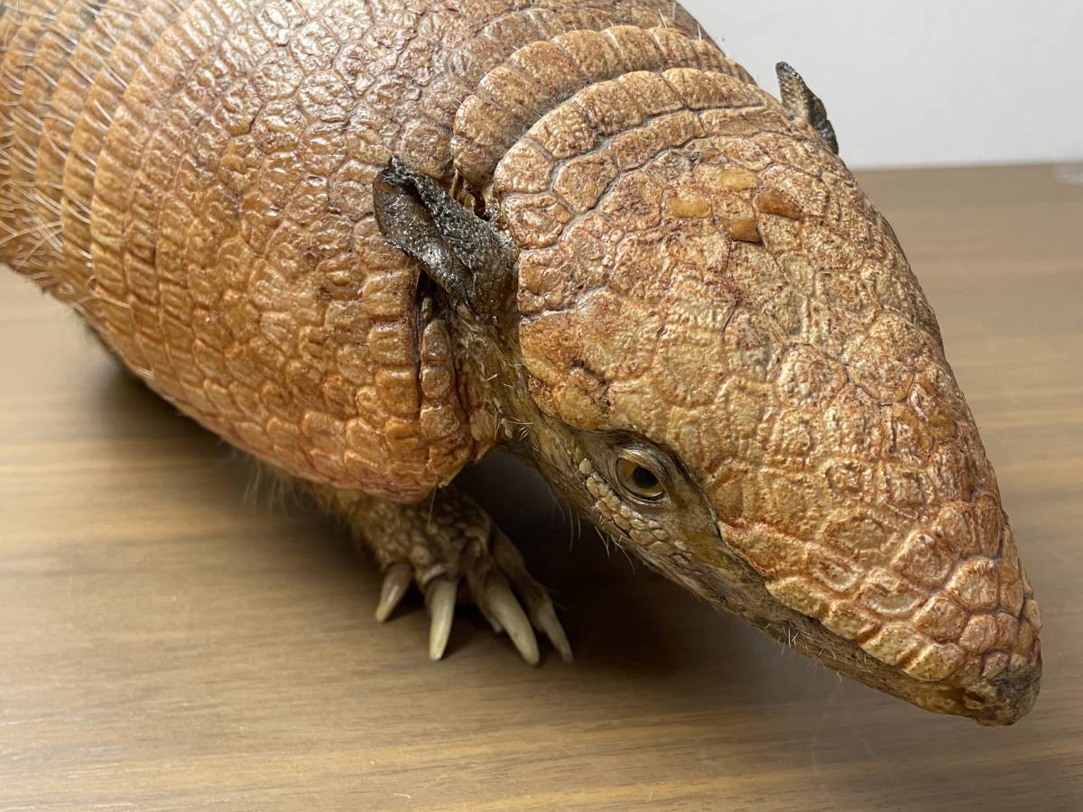 アルマジロ 剥製 置物 動物 オブジェ インテリア 標本の入札履歴 
