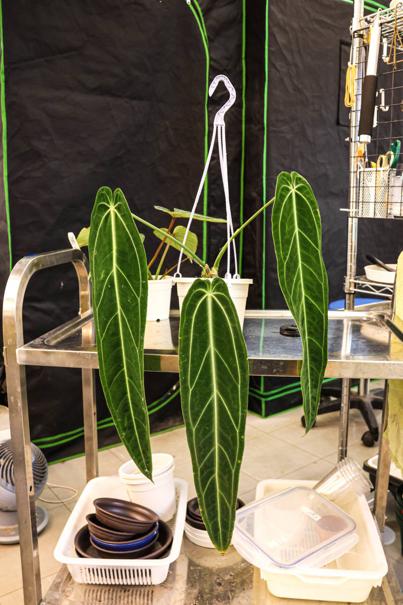 アンスリウム ワロクアーナム ダークナロー Anthurium Warocqueanum