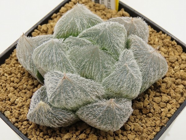8A □[Y97]九尾狐 ヤマト運輸発送のみ 【多肉植物 Haworthia