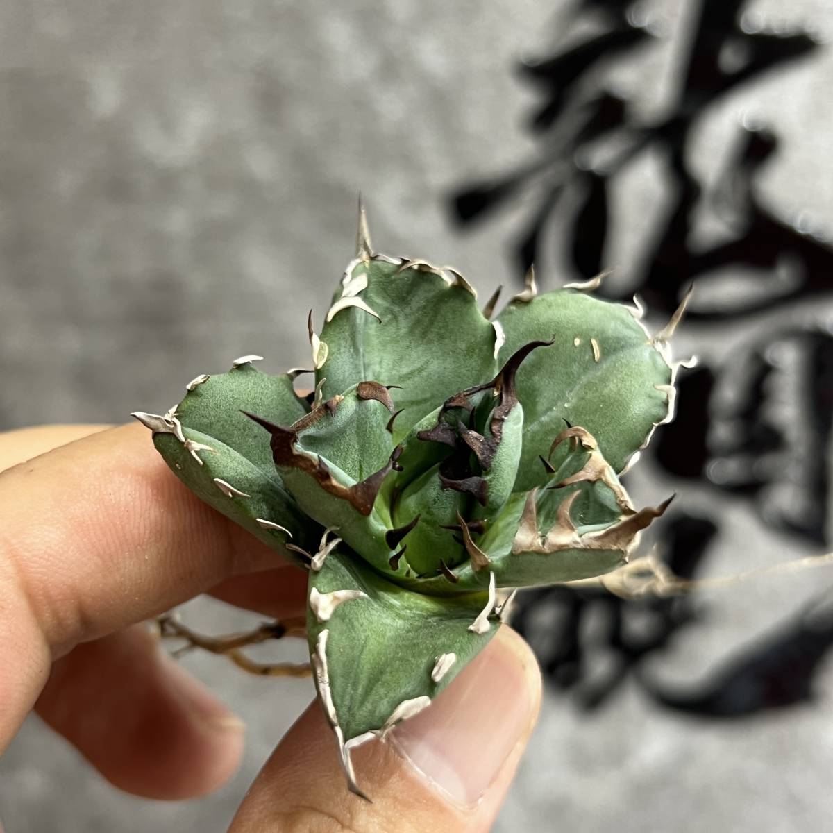 龍園觀】①No.175 特選 アガベ 多肉植物 チタノタ 姫厳竜 強棘 短葉 厚