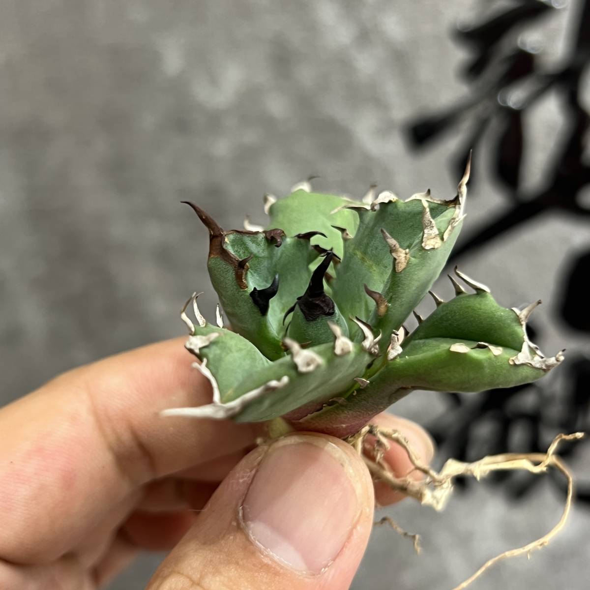 A15 多肉植物 アガベ チタノタ 狼人 極上株 【公式通販】