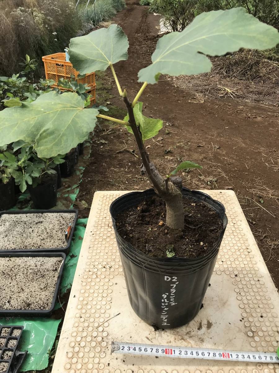 ブランシュダルジャンティユ 2022年植付 イチジク挿し木苗　21cmポット 同梱は4点まで 無花果 いちじく 管D2