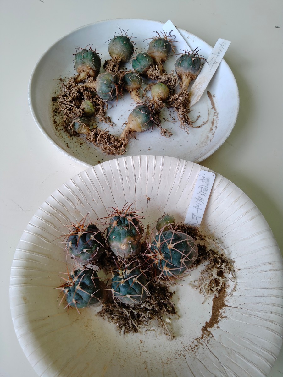 サボテン5天平錦　