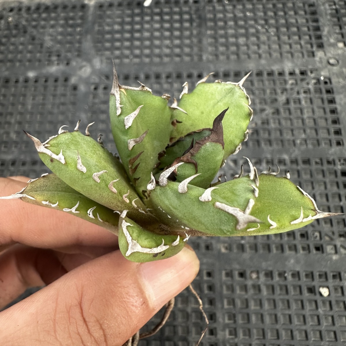チタノタ 魔丸 アガベ 子株（Agave 魔丸陽炎 | pup KAGERO' 'MAMARU