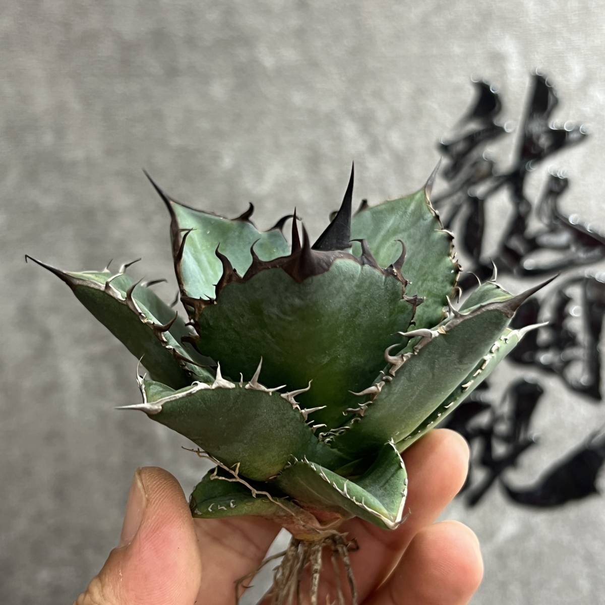 アガベ 白鯨　レッドキャット　シーザー　悪魔君　SAD チタノタ 楽天市場】アガベ チタノタ シーザー 凱撒 優良血統超極上棘 美株 中株