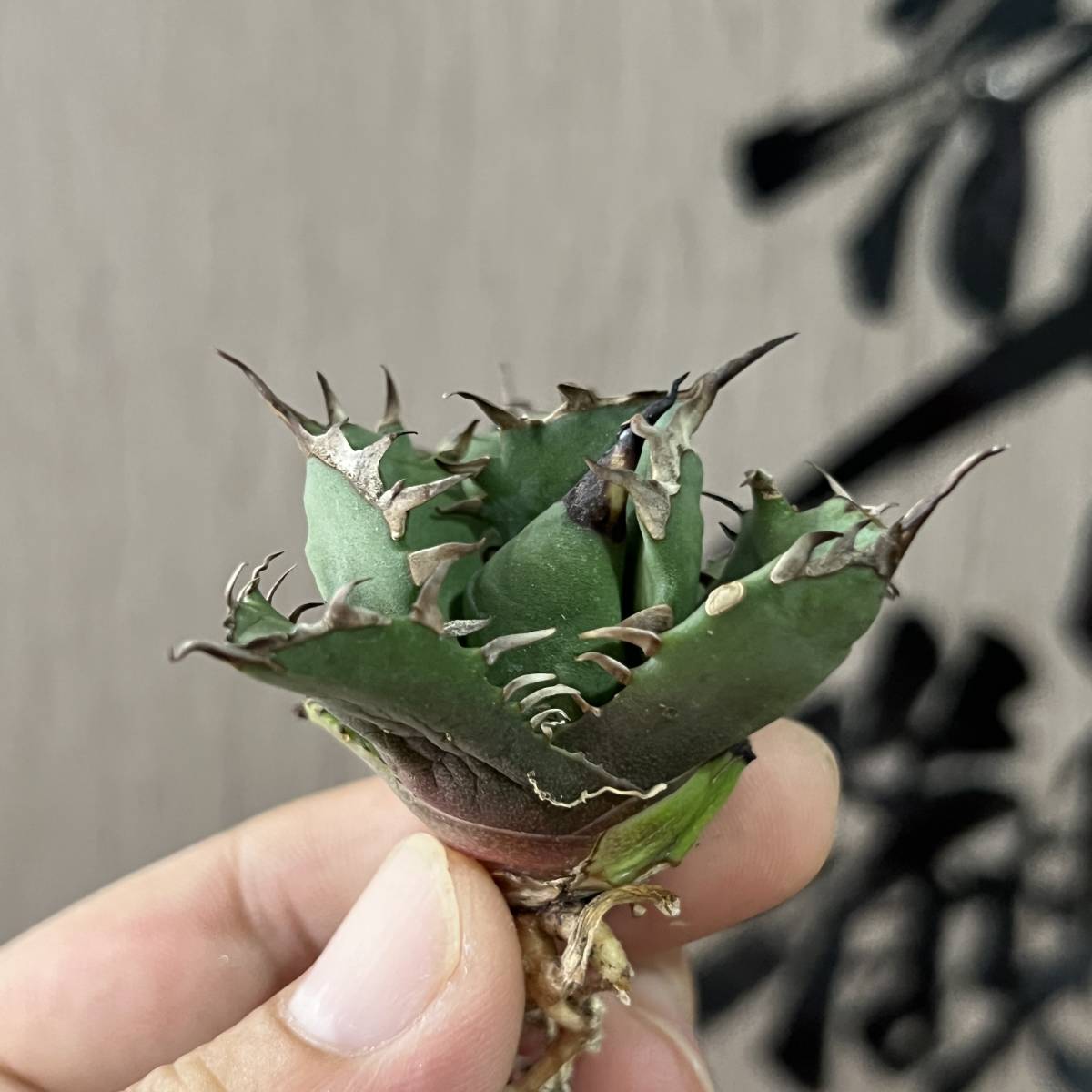 龍園觀】No.315 特選 アガベ 多肉植物 チタノタ 姫厳竜 強棘 狂 龍園觀】No.315 特選 アガベ 多肉植物 チタノタ 姫厳竜 強棘 狂