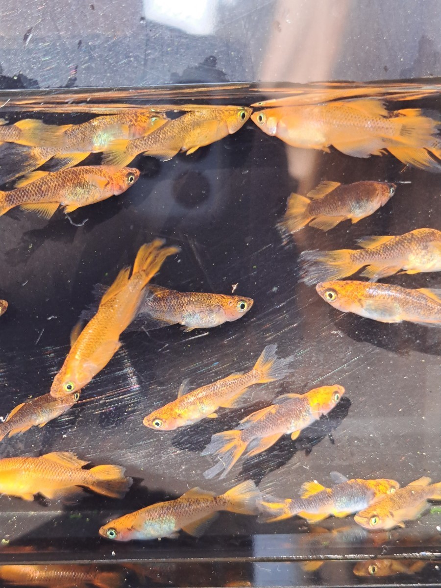 定番人気，人気セール 現物出品 竜章鳳姿 選外 20匹 まるいちメダカ -14(めだか)｜売買されたオークション情報、yahooの商品情報をアーカイブ公開 - オークファン めだか