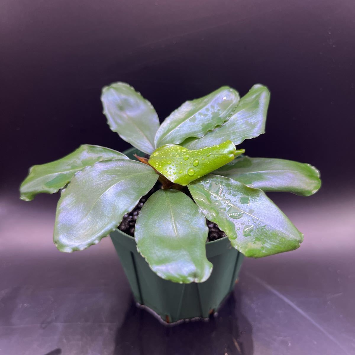 Buce sp. Sintang kayu lapis type1 【LA】