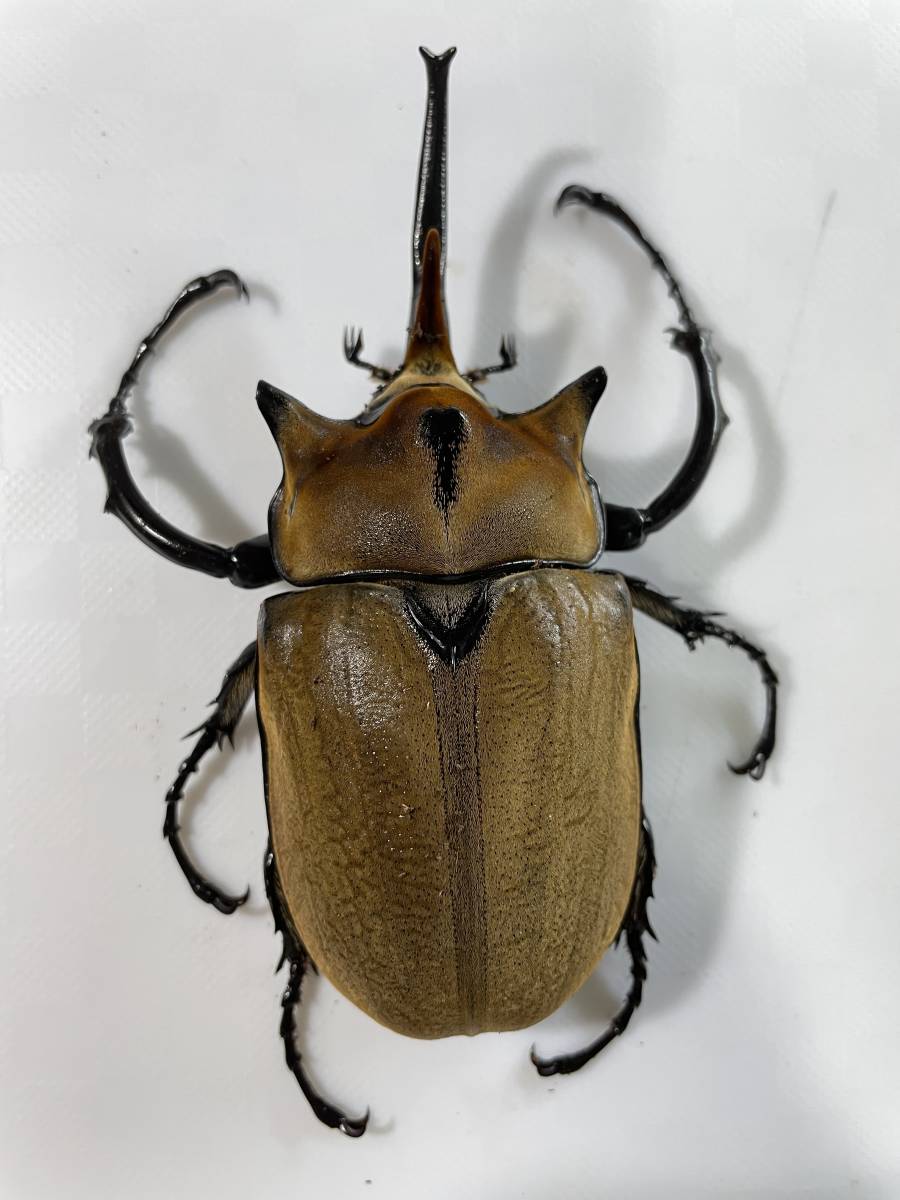 虫類 国産カブトムシ ミックスサイズ♂(オス)50頭(栃木県産採集品)送料
