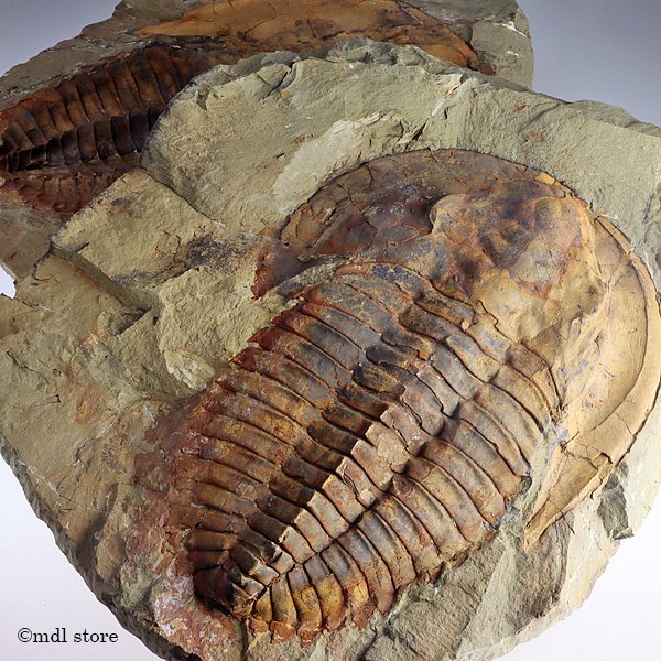 三葉虫　化石　標本　鉱物　Cambropallas ○○○化石 三葉虫○○○BIGサイズ! Cambropallas telesto ネガポジ標本!!