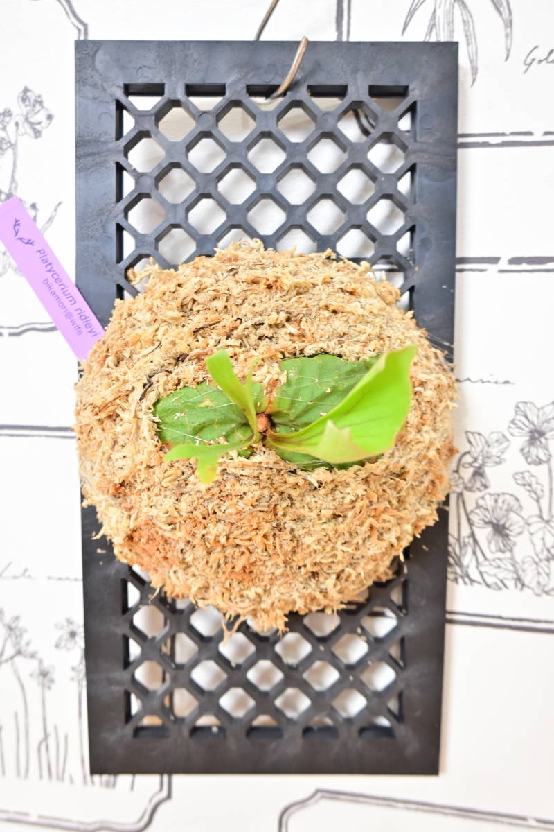 P.ridleyi narrow form　＠ビカ森wife 板付品　リドレイナローフォーム　ビカクシダ