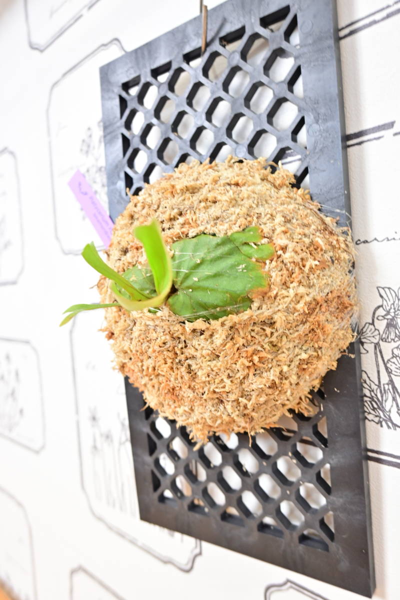 P.ridleyi narrow form　＠ビカ森wife 板付品　リドレイナローフォーム　ビカクシダ