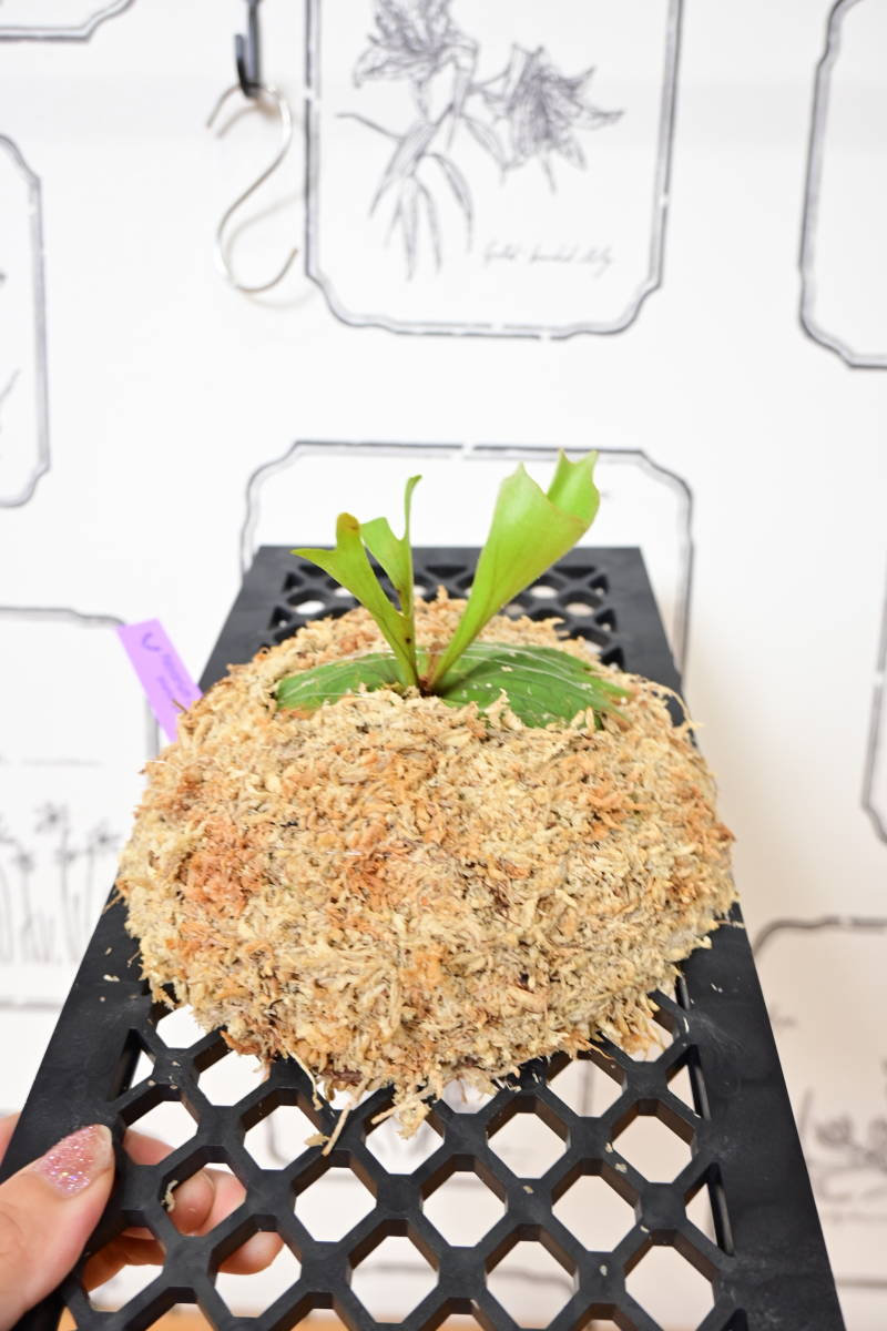 P.ridleyi narrow form　＠ビカ森wife 板付品　リドレイナローフォーム　ビカクシダ