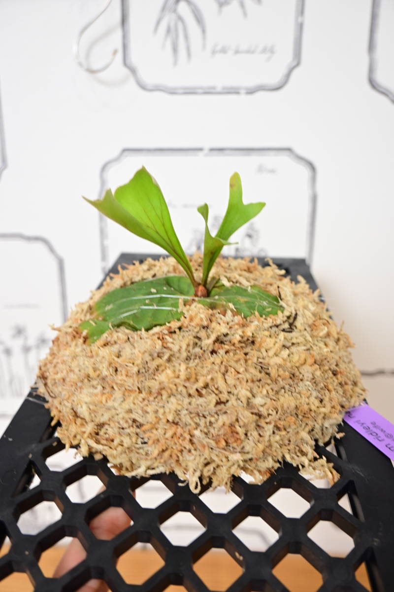 P.ridleyi narrow form　＠ビカ森wife 板付品　リドレイナローフォーム　ビカクシダ