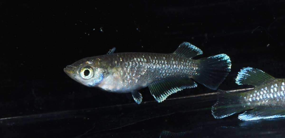 【メダカファーム本陣】M-72【ミッドナイトフリル】｛イエロータイプ｝幼魚1ペア　現物出品！！