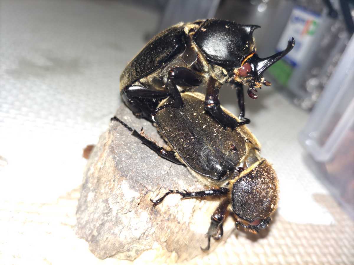 虫類 標本 クメジマカブト 6♂ クメジマカブト 規制前採集品 昆虫標本