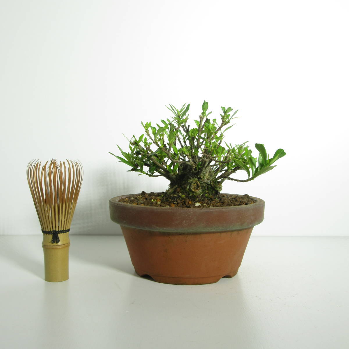 【 雑木・盆栽 】『 八重咲梔子（ 梔子・クチナシ ）』/ 盆栽 小品盆栽 ミニ盆栽 花物盆栽 太幹 盆栽素材