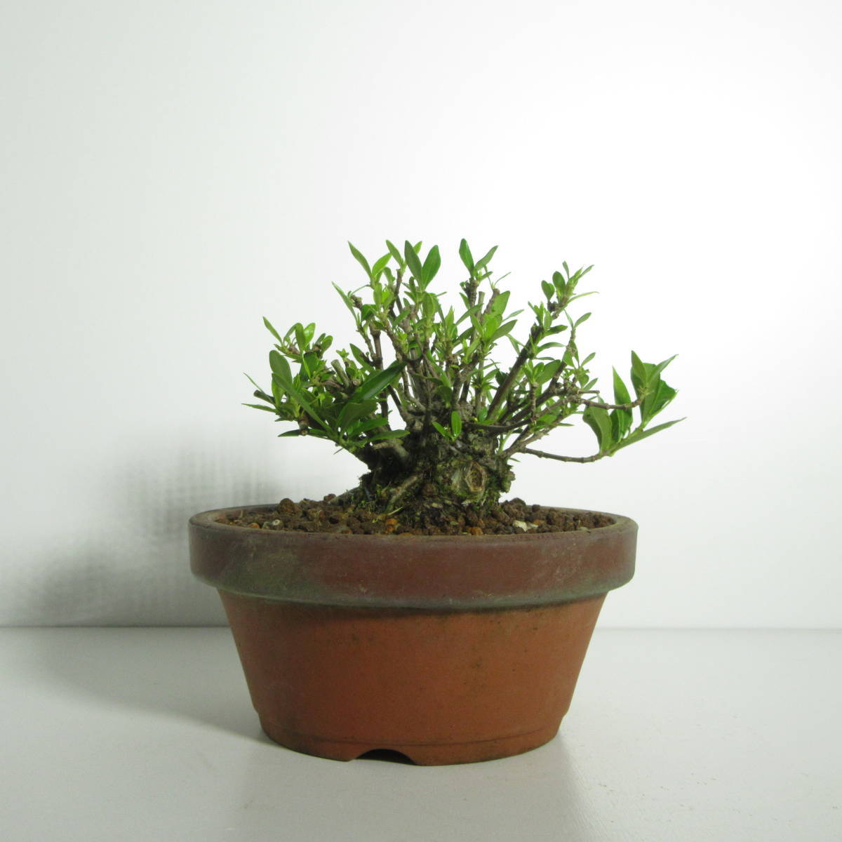 【 雑木・盆栽 】『 八重咲梔子（ 梔子・クチナシ ）』/ 盆栽 小品盆栽 ミニ盆栽 花物盆栽 太幹 盆栽素材