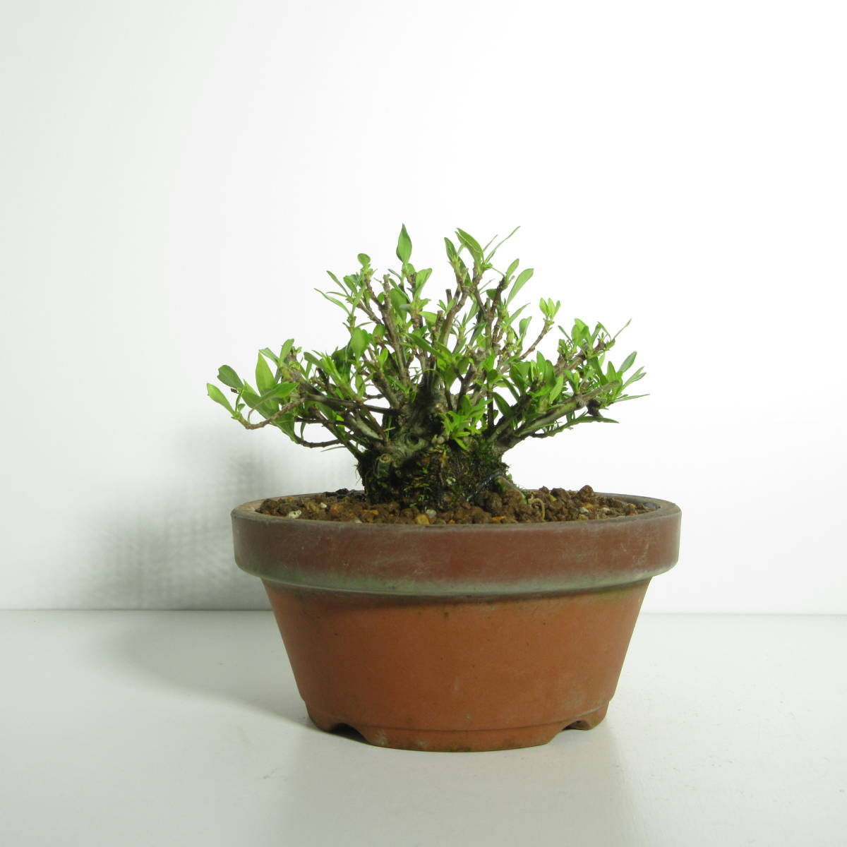 【 雑木・盆栽 】『 八重咲梔子（ 梔子・クチナシ ）』/ 盆栽 小品盆栽 ミニ盆栽 花物盆栽 太幹 盆栽素材