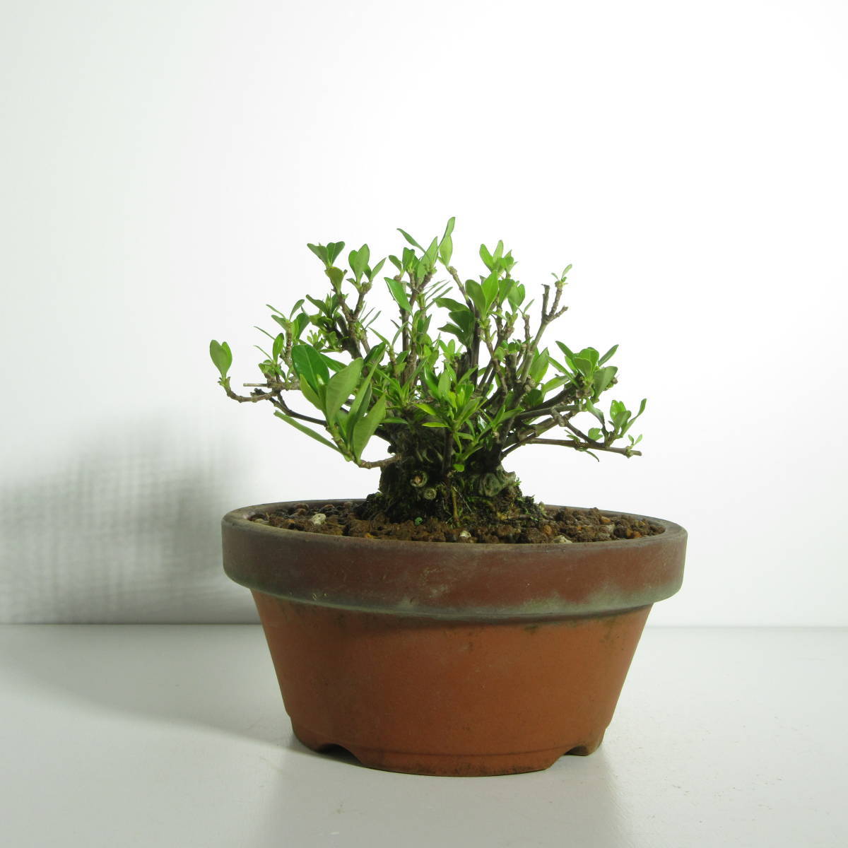 【 雑木・盆栽 】『 八重咲梔子（ 梔子・クチナシ ）』/ 盆栽 小品盆栽 ミニ盆栽 花物盆栽 太幹 盆栽素材