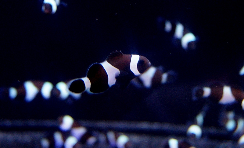 人気定番，新作 海水魚 ブラックオセラリス 5匹 &plusmn;3cm前後 サンプル画像 生体(海水魚)｜売買されたオークション情報、yahooの商品情報をアーカイブ公開 - オークファン 海水魚