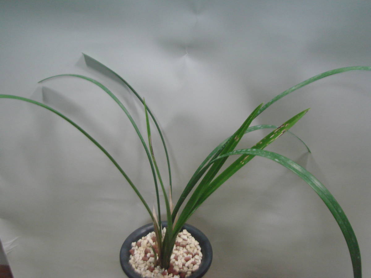 寒蘭 カンランが咲きました（11⁄21更新） | 見ごろの植物 吹雪 葉芸品 