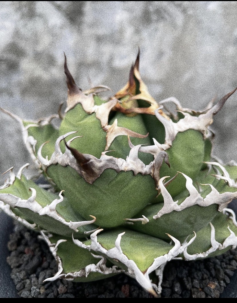 Y372 特選 アガベ チタノタ シーザー caesar 凱撒5株 発根済 / Agave titanota