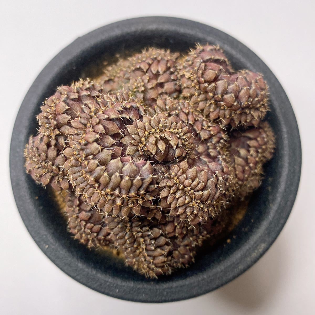レア希少！ダークスキン！多肉植物 サボテン　ギムノカリキウム　ミハノビッチ　緋牡丹綴化 実生　Gymnocalycium mihanovichii cristata 