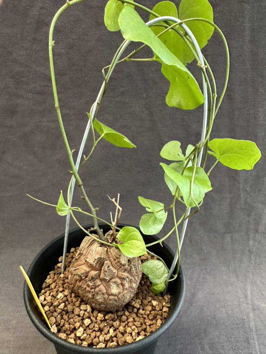 ★奈研★サボテン・多肉植物★423★亀甲竜　 Discorea　elephantipes　約W4.2cm