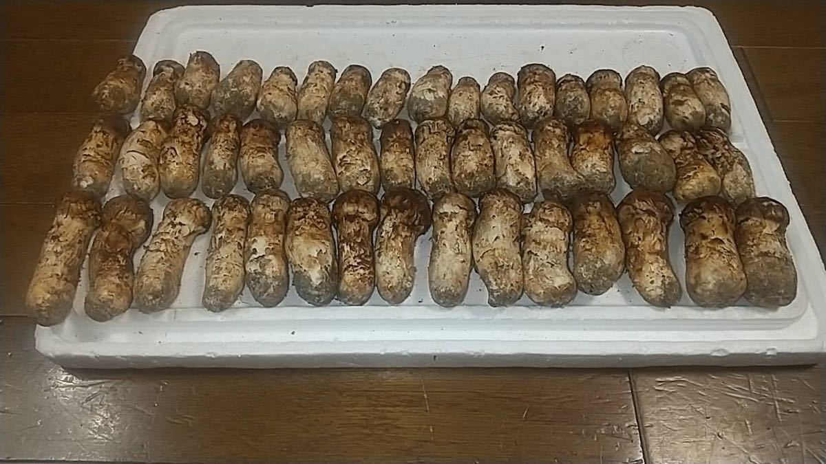 岩手県産 国産 松茸 マツタケ 約1100g 本日採取 9月29日 野菜、果物