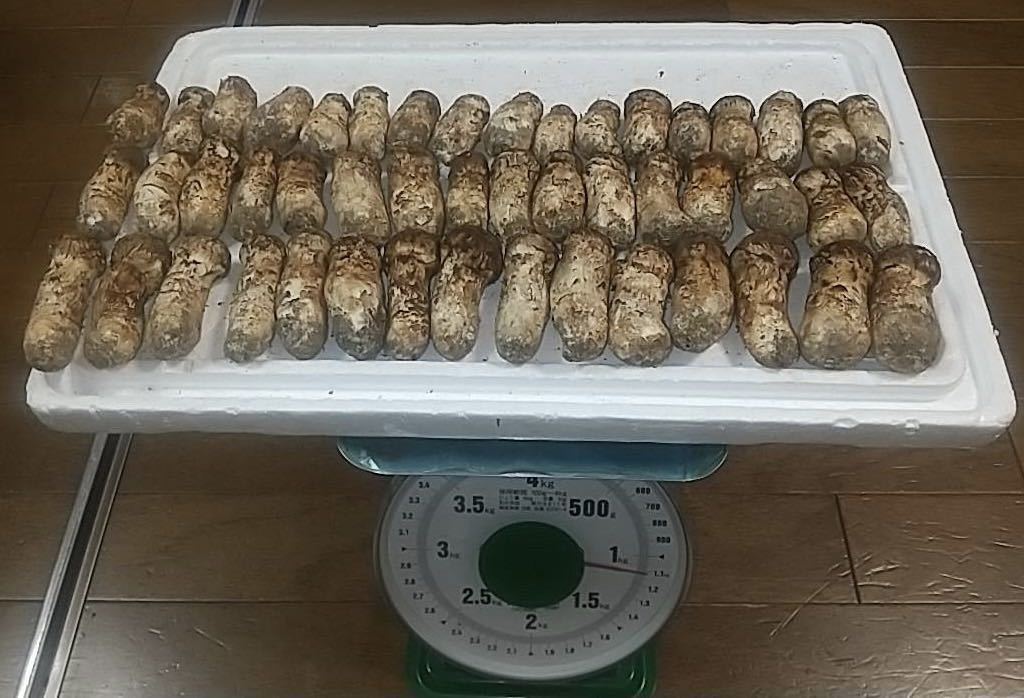岩手県産 国産 松茸 マツタケ 約1100g 本日採取 9月29日 野菜、果物