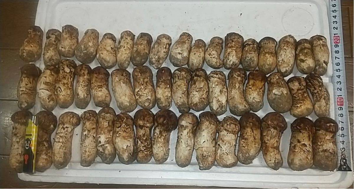 岩手県産 国産 松茸 マツタケ 約1100g 本日採取 9月29日 野菜、果物
