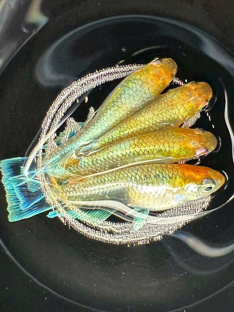 レッドクリフダーク　極上　2ペア 現物出品　slimeめだか　産卵個体