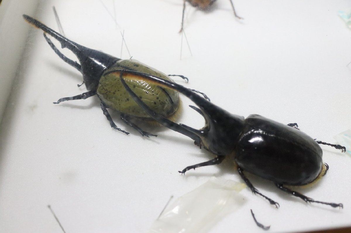 O-2273】ヘラクレスオオカブト オオクワガタ 標本用 死虫 ヘラクレス
