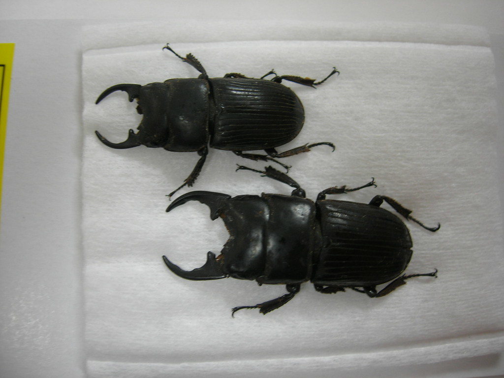 昆虫標本◇マライタ島産モンタヌスネブト2頭セット | 昆虫標本