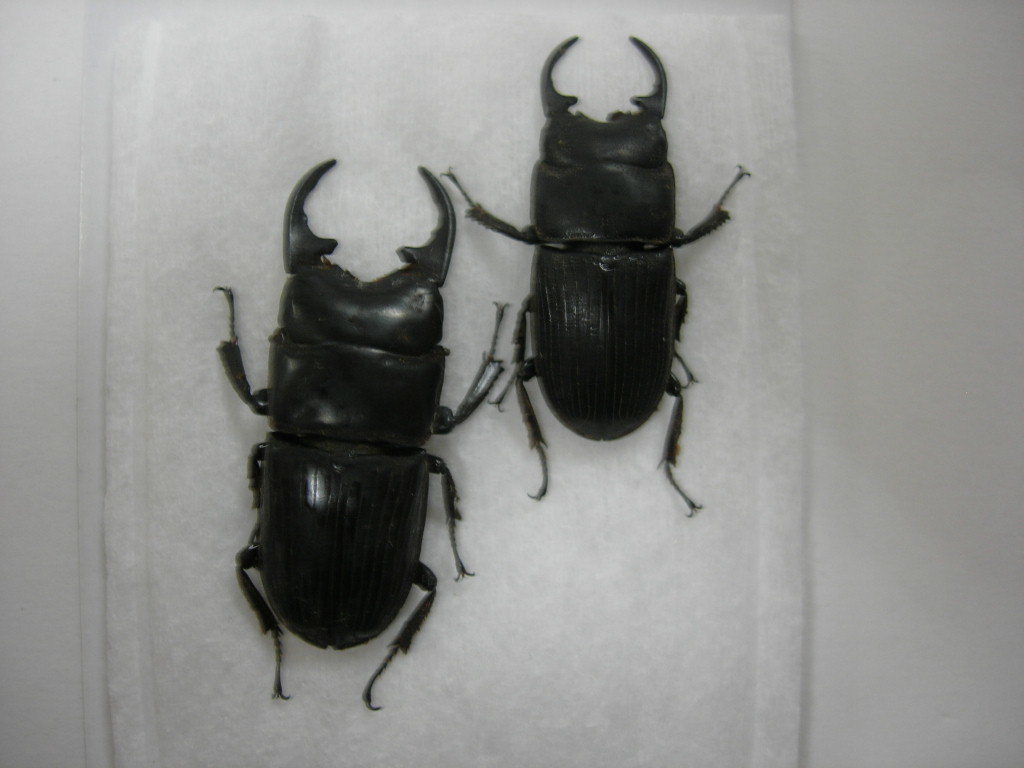昆虫標本◇マライタ島産モンタヌスネブト2頭セット | 昆虫標本