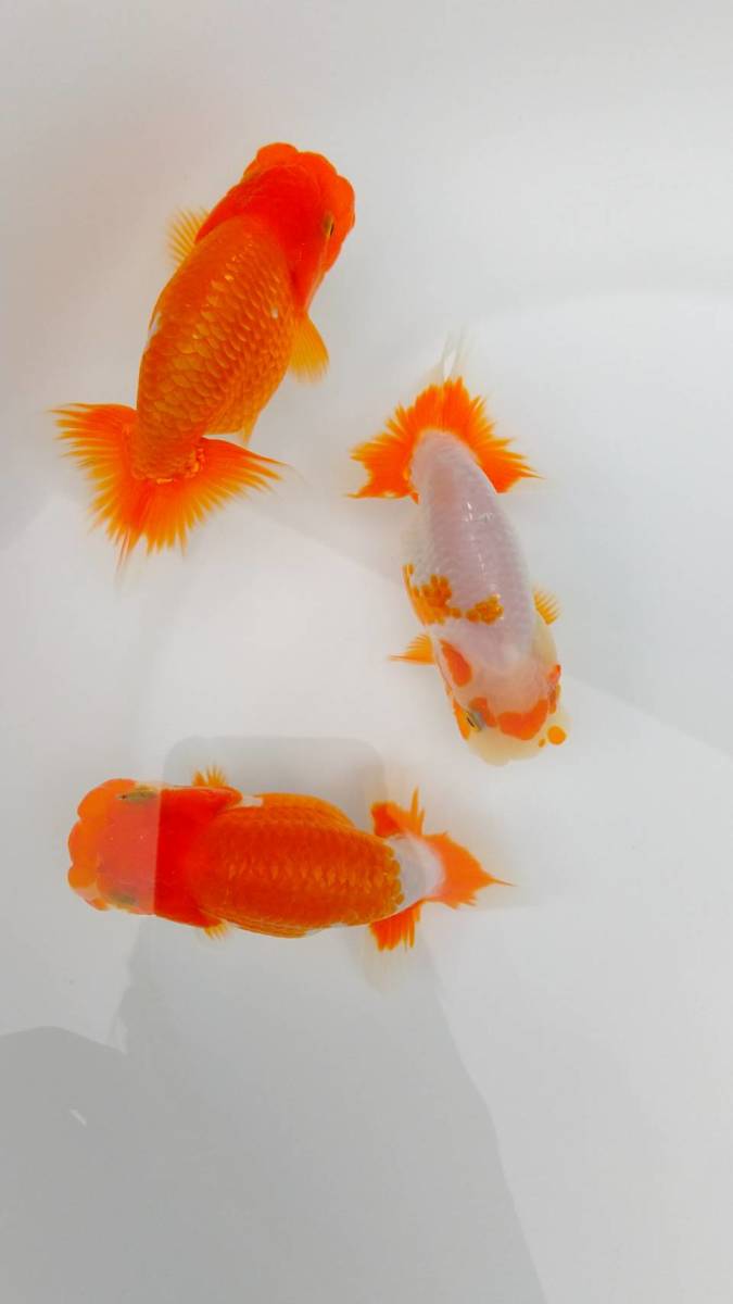 a1【もちらん】当歳 素赤×赤勝×白勝サラサ3匹セット 約11～11.5㎝ a