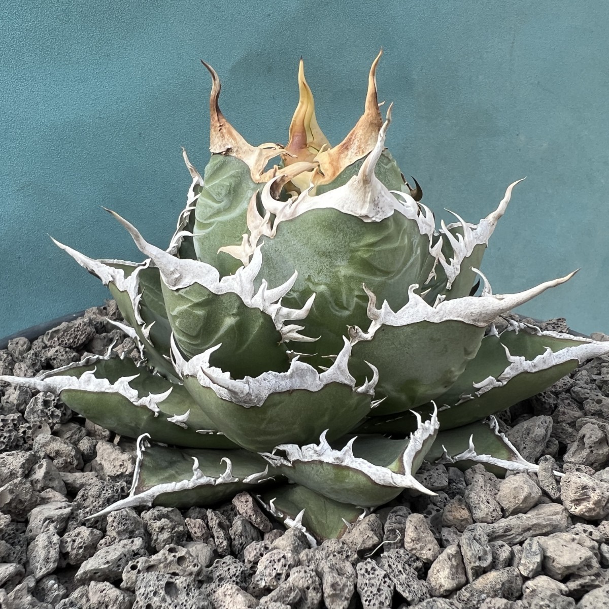 MM62 激レア高級品種 アガベ チタノタ 海王 極上強棘 狂刺 強白棘