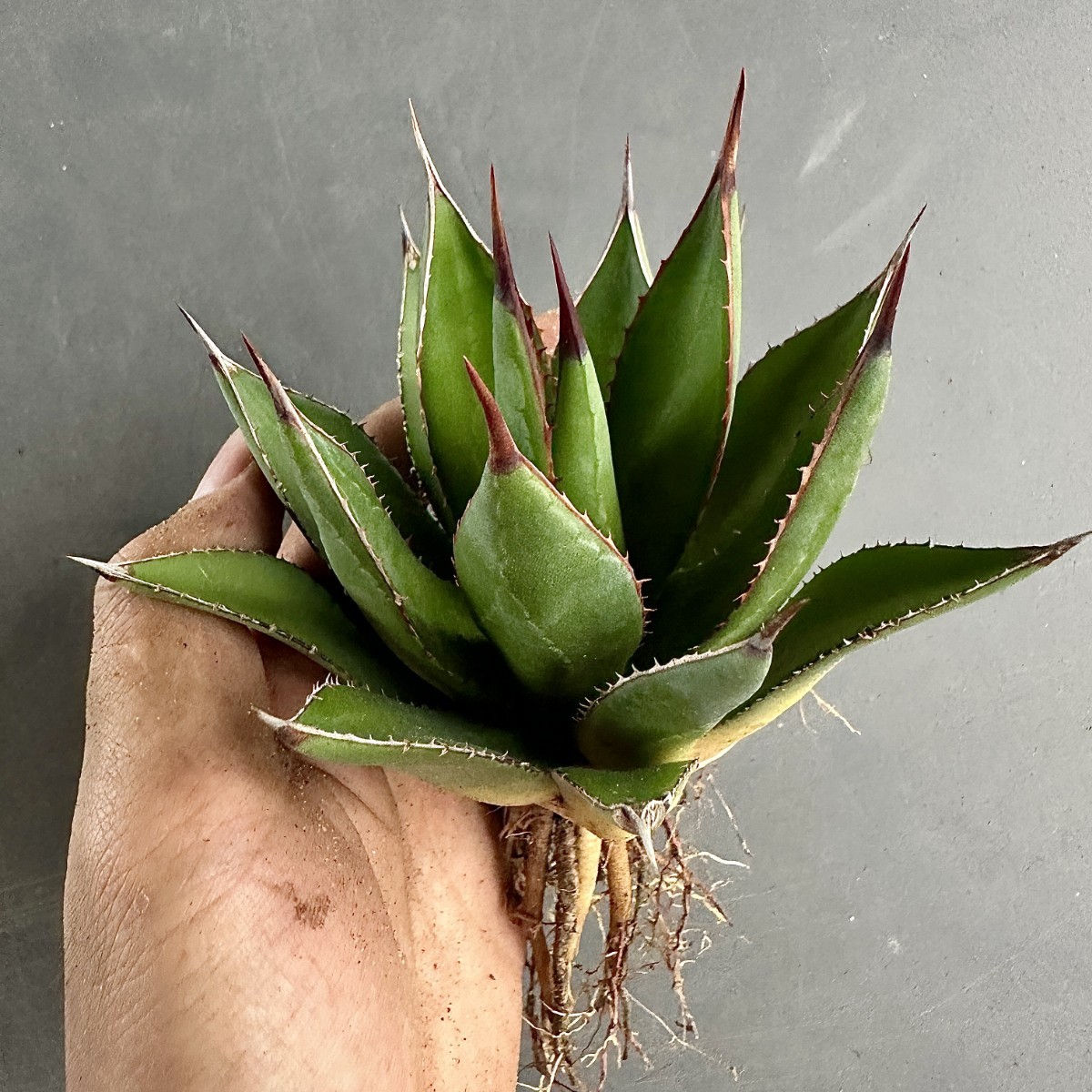 L69 激レア高級品種 アガベ　アリゾニカ 超希少株 極美極上株