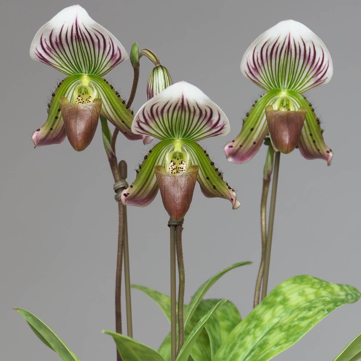 洋蘭 原種 Paph. thailandense パフィオ タイランデンセ パフィオペディラム パフィオペディルム