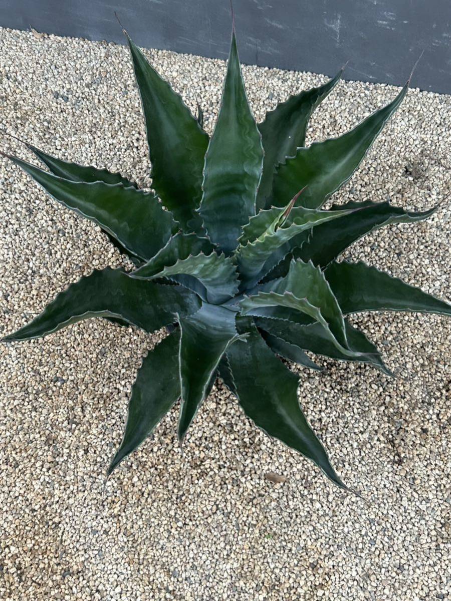 レア！希少種！Agave salmiana v. ferox Tlacotepec アガベ フェ