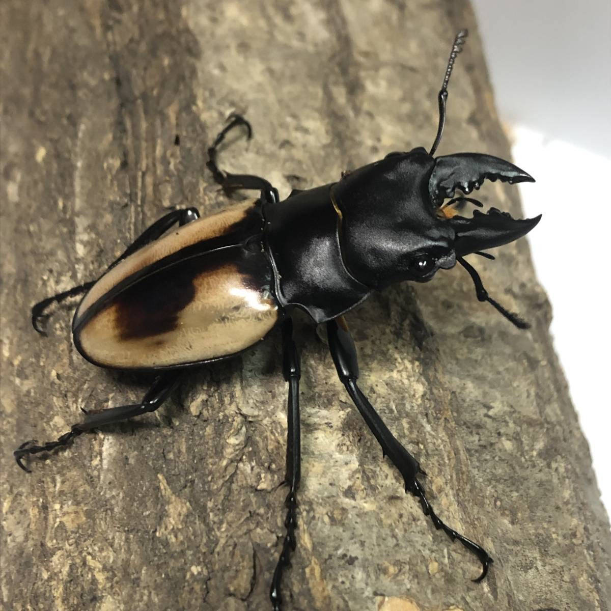 ◇新成虫 トリオ♪ ベルシコロールツヤクワガタ ♂50㎜ × ♀37㎜ × ♀37㎜◇