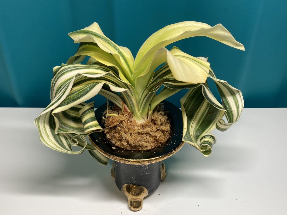 ★縞獅子★ 万葉011 万年青 オモト