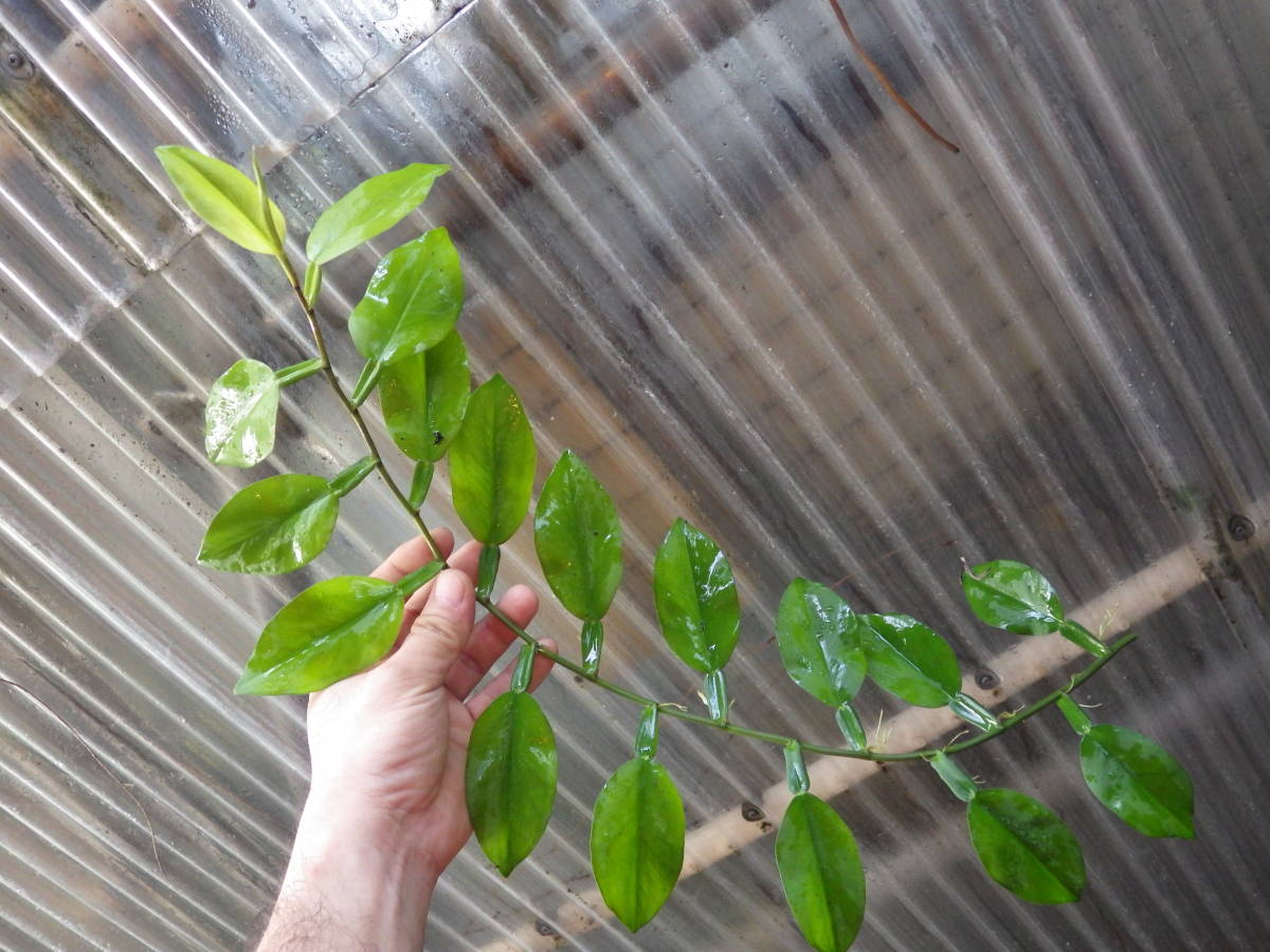 YFK2 サトイモ　Pothos scandens. Pulau Langkawi， Malaysia.-1
