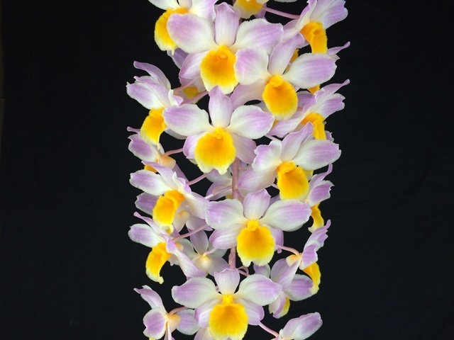 洋蘭原種 Dendrobium bronckartii 'Benibotan' SM/JGP OG 洋蘭原種 Den